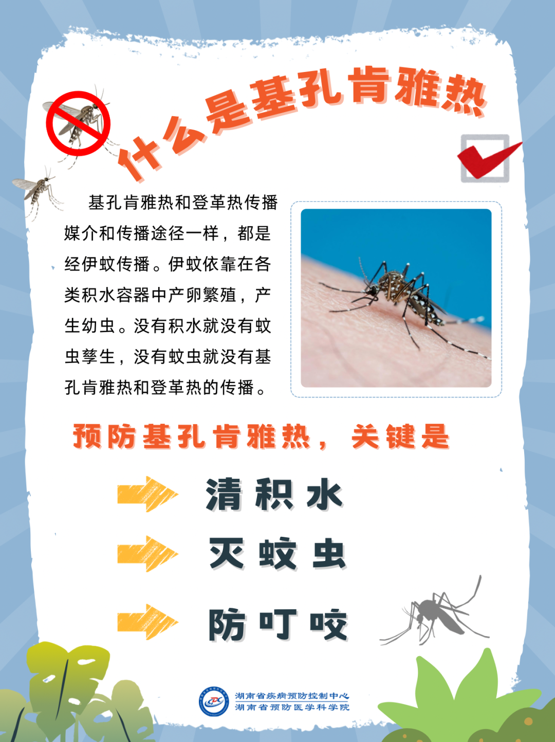 2-預防基孔肯雅熱做好關鍵三點.png